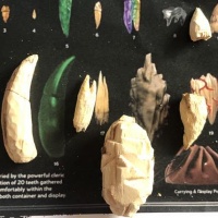 Several wooden teeth of various shapes and sizes, laying beside their counterpart on a printed page showing the relative sizes of the teeth to eachother.