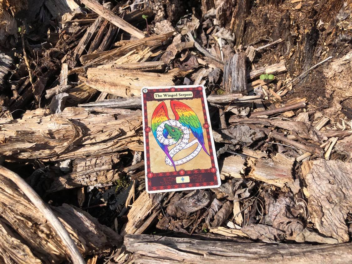 A rainbow winged dragon, the card laying on the forest debris.