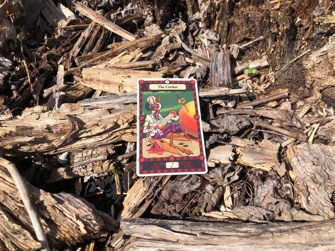 A humanoid cricket holding cards, the card laying on the forest debris.