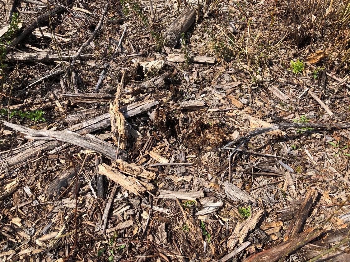 You approach a stump on the ground, hollowed out and almost appearing as though an eye on the ground.