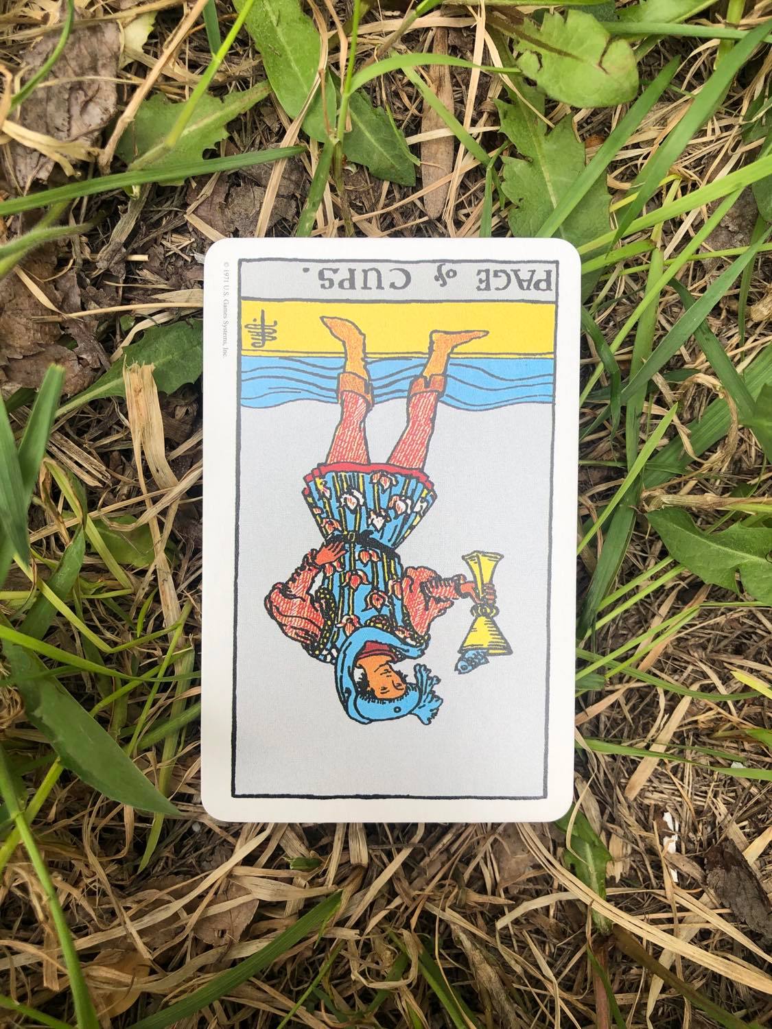 The Page of Cups, inverted, laying in the grass.