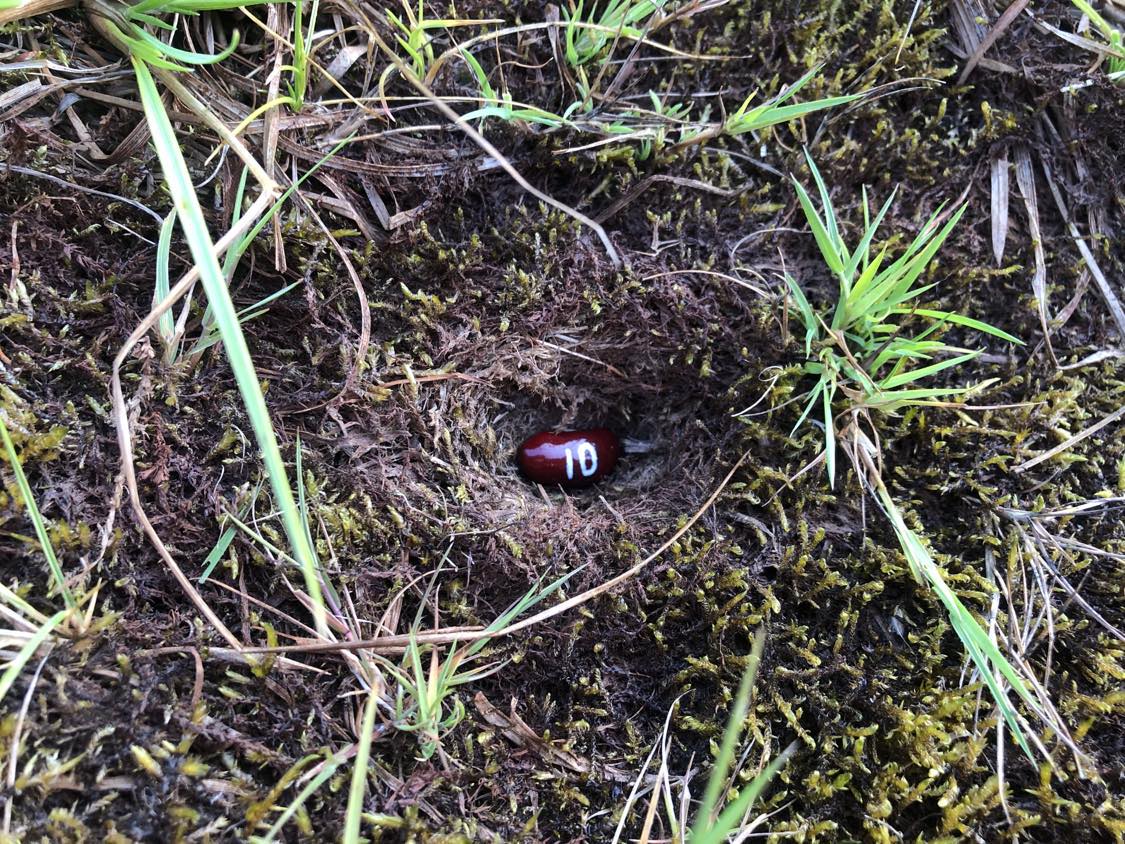 A bean labelled number 10 sitting inside of a hole in the soil, surrounded by grasses and moss.