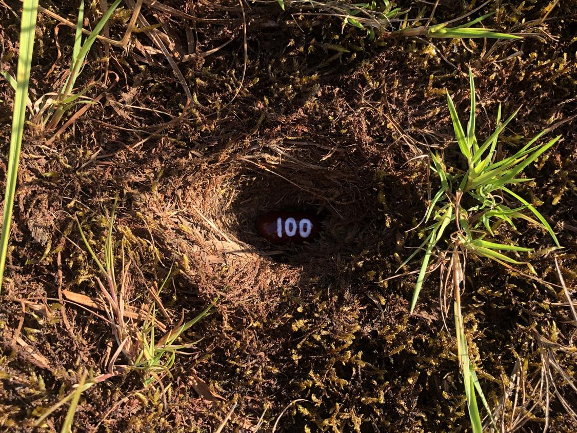 A bean labelled number 100 sitting inside of a hole in the soil, surrounded by grasses and moss.