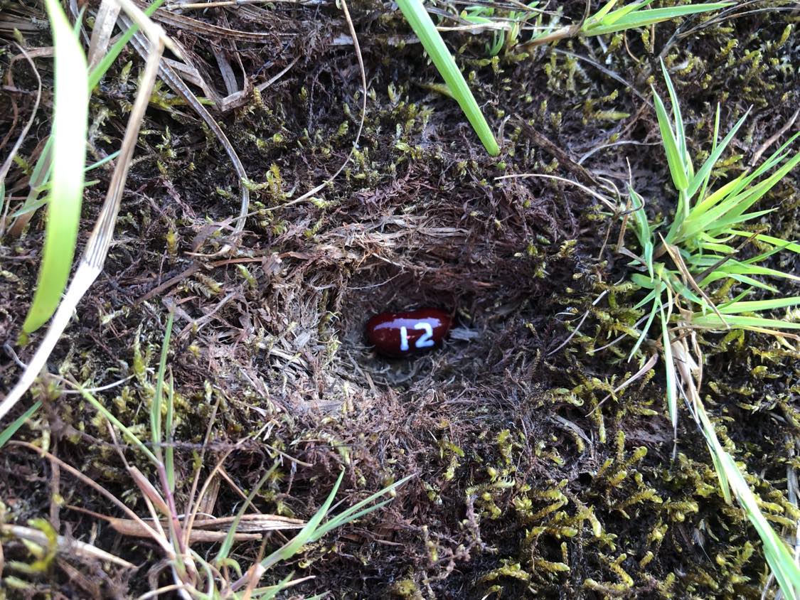 A bean labelled number 12 sitting inside of a hole in the soil, surrounded by grasses and moss.