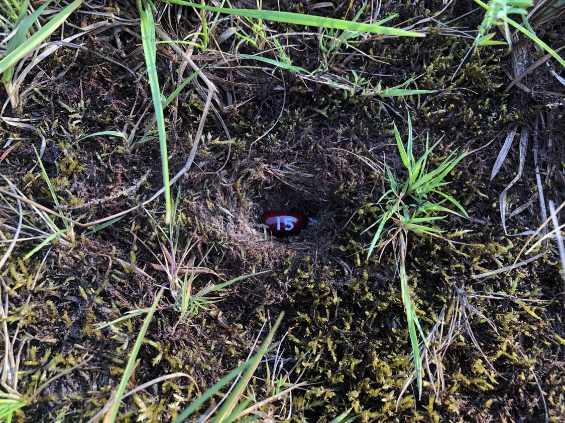 A bean labelled number 15 sitting inside of a hole in the soil, surrounded by grasses and moss.