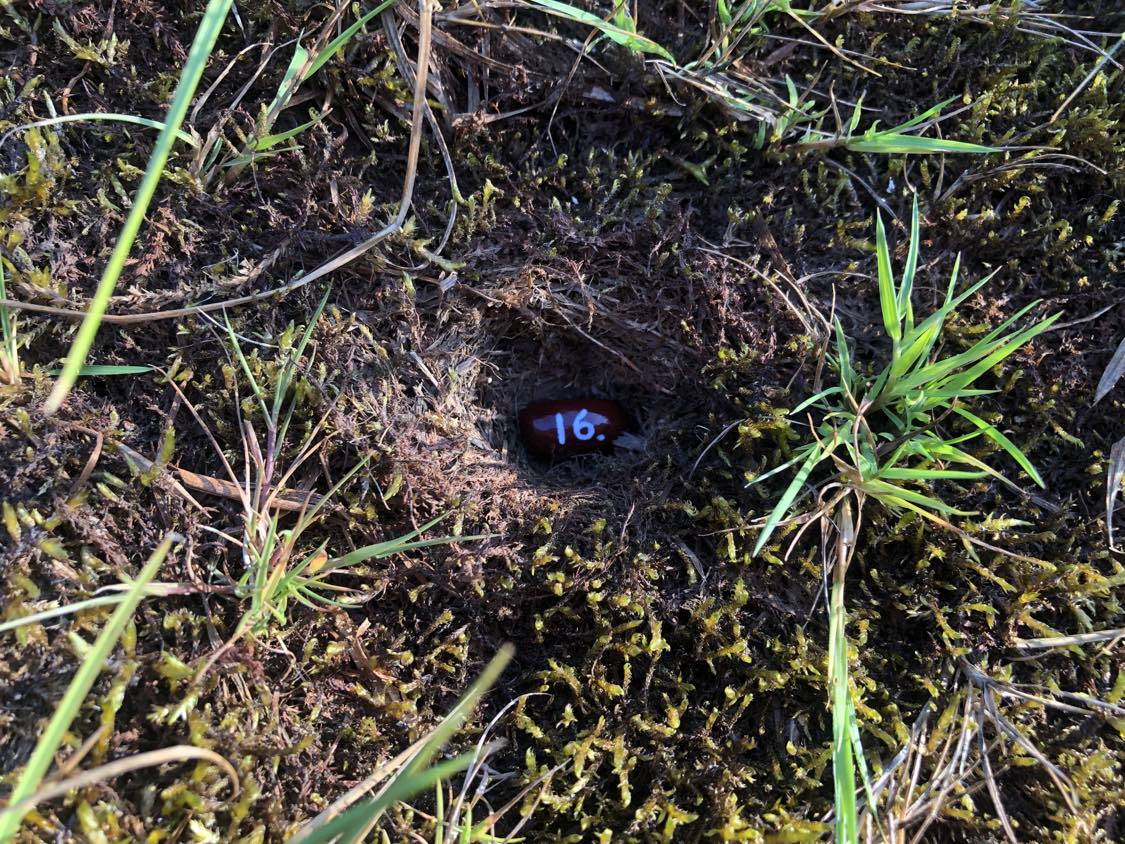 A bean labelled number 16 sitting inside of a hole in the soil, surrounded by grasses and moss.