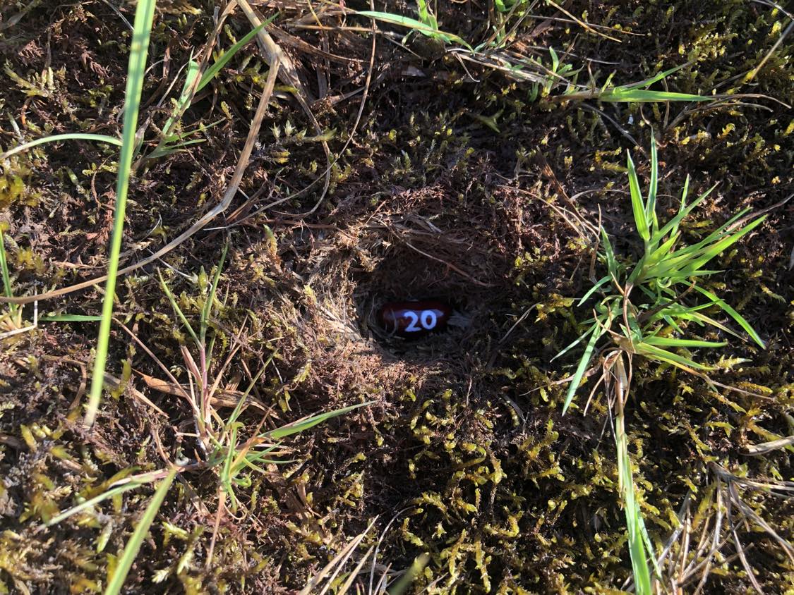 A bean labelled number 20 sitting inside of a hole in the soil, surrounded by grasses and moss.