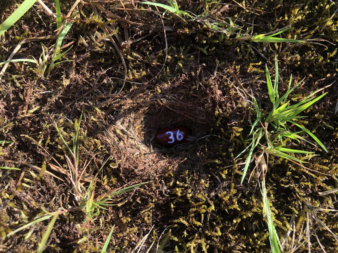 A bean labelled number 36 sitting inside of a hole in the soil, surrounded by grasses and moss.