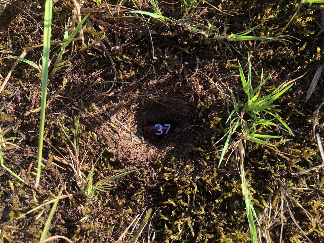 A bean labelled number 37 sitting inside of a hole in the soil, surrounded by grasses and moss.