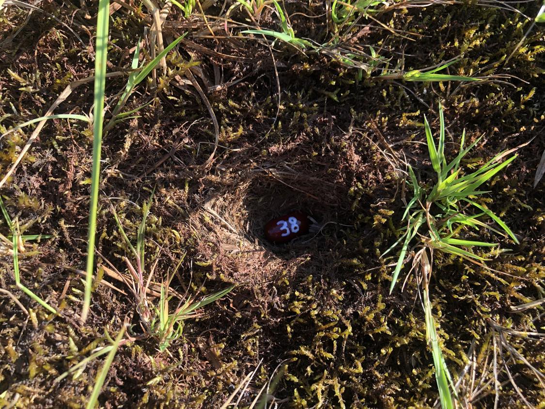 A bean labelled number 38 sitting inside of a hole in the soil, surrounded by grasses and moss.