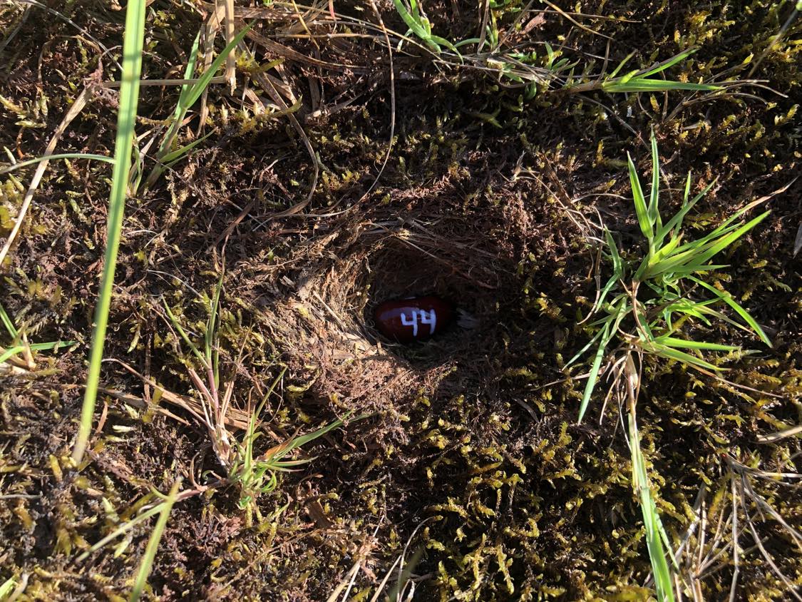 A bean labelled number 44 sitting inside of a hole in the soil, surrounded by grasses and moss.