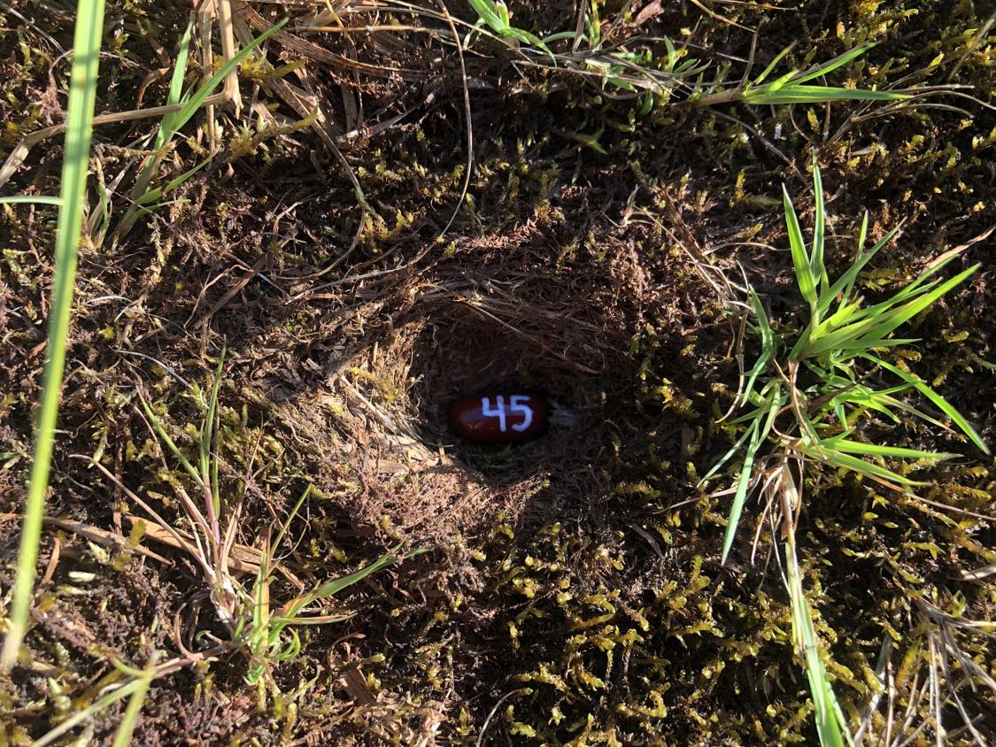 A bean labelled number 45 sitting inside of a hole in the soil, surrounded by grasses and moss.