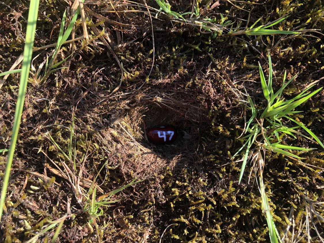 A bean labelled number 47 sitting inside of a hole in the soil, surrounded by grasses and moss.