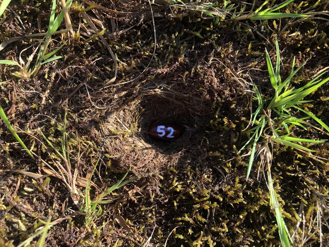 A bean labelled number 52 sitting inside of a hole in the soil, surrounded by grasses and moss.
