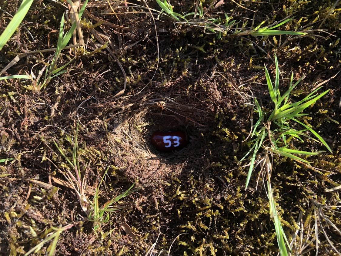 A bean labelled number 53 sitting inside of a hole in the soil, surrounded by grasses and moss.