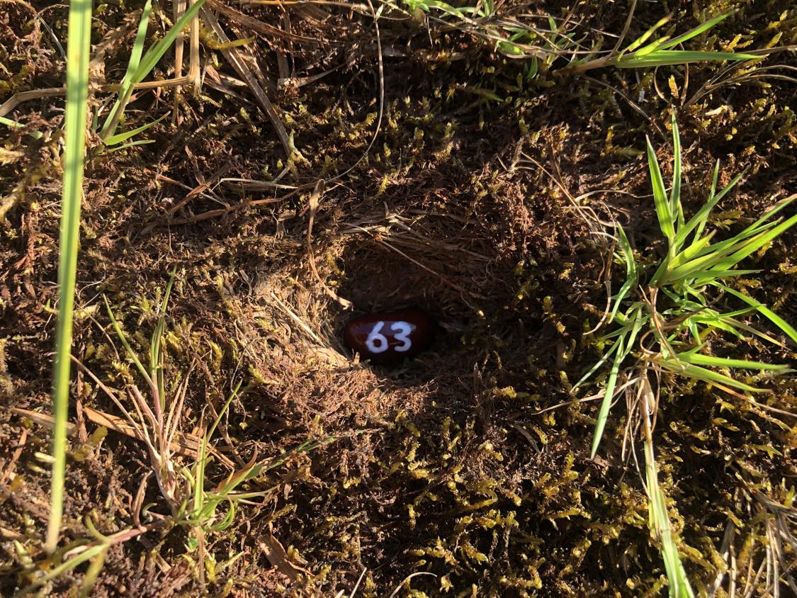 A bean labelled number 63 sitting inside of a hole in the soil, surrounded by grasses and moss.