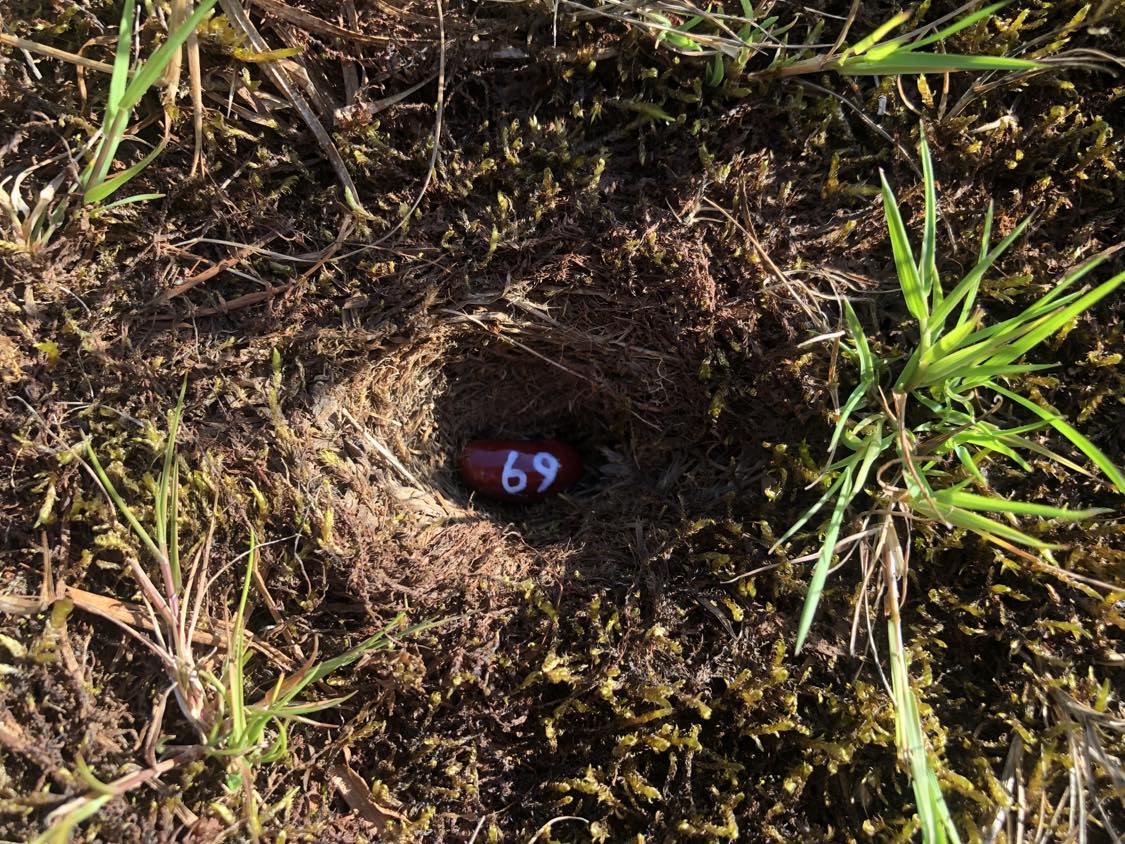 A bean labelled number 69 sitting inside of a hole in the soil, surrounded by grasses and moss.