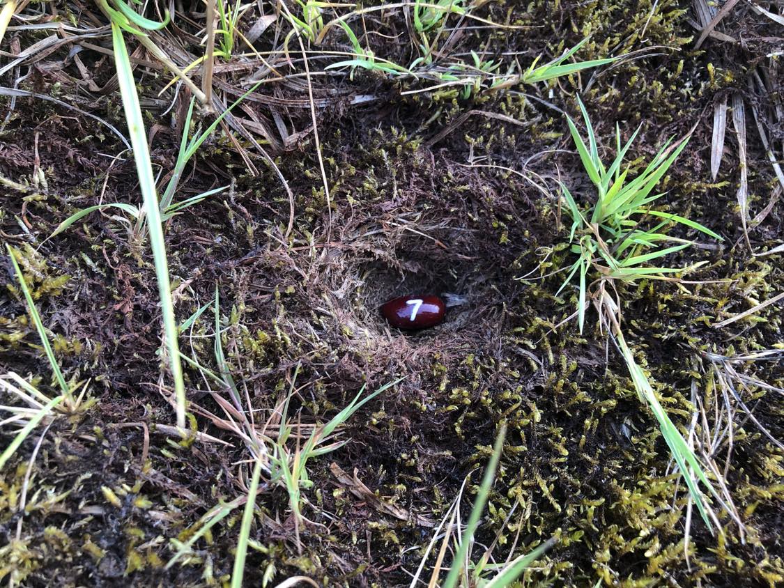 A bean labelled number 7 sitting inside of a hole in the soil, surrounded by grasses and moss.