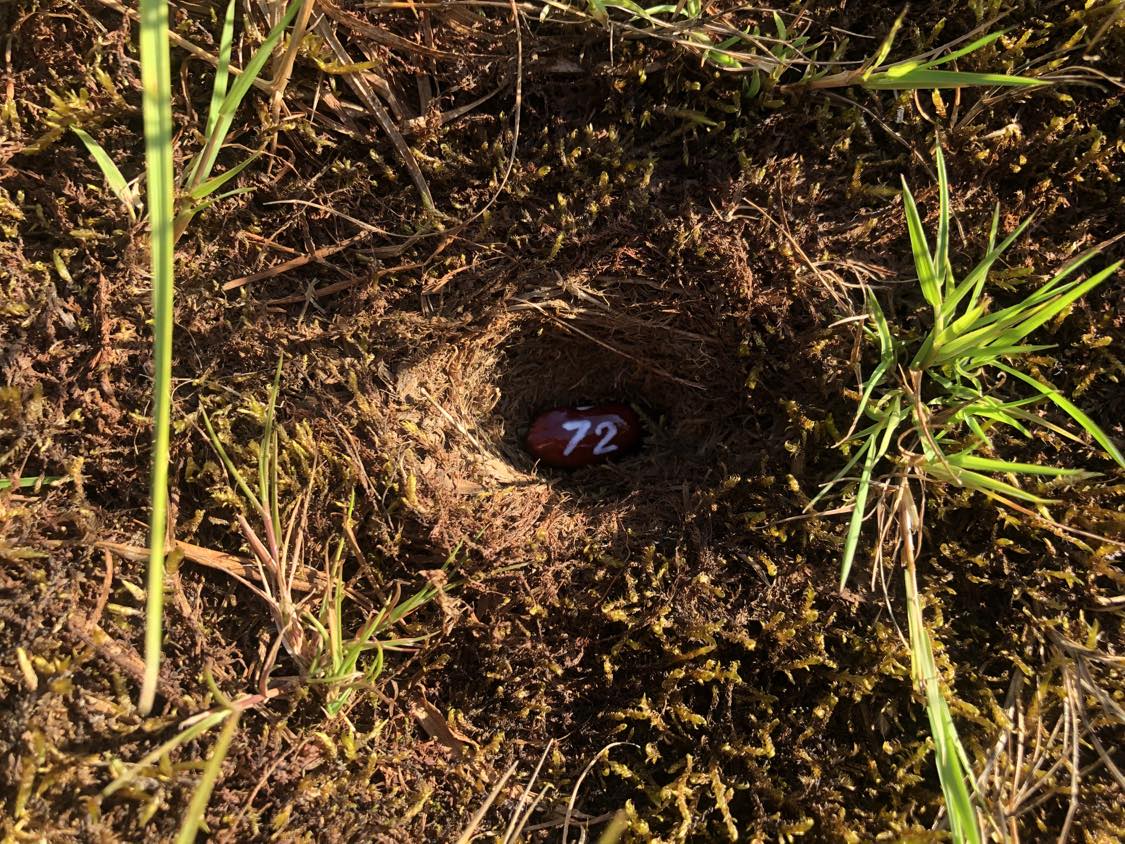 A bean labelled number 72 sitting inside of a hole in the soil, surrounded by grasses and moss.