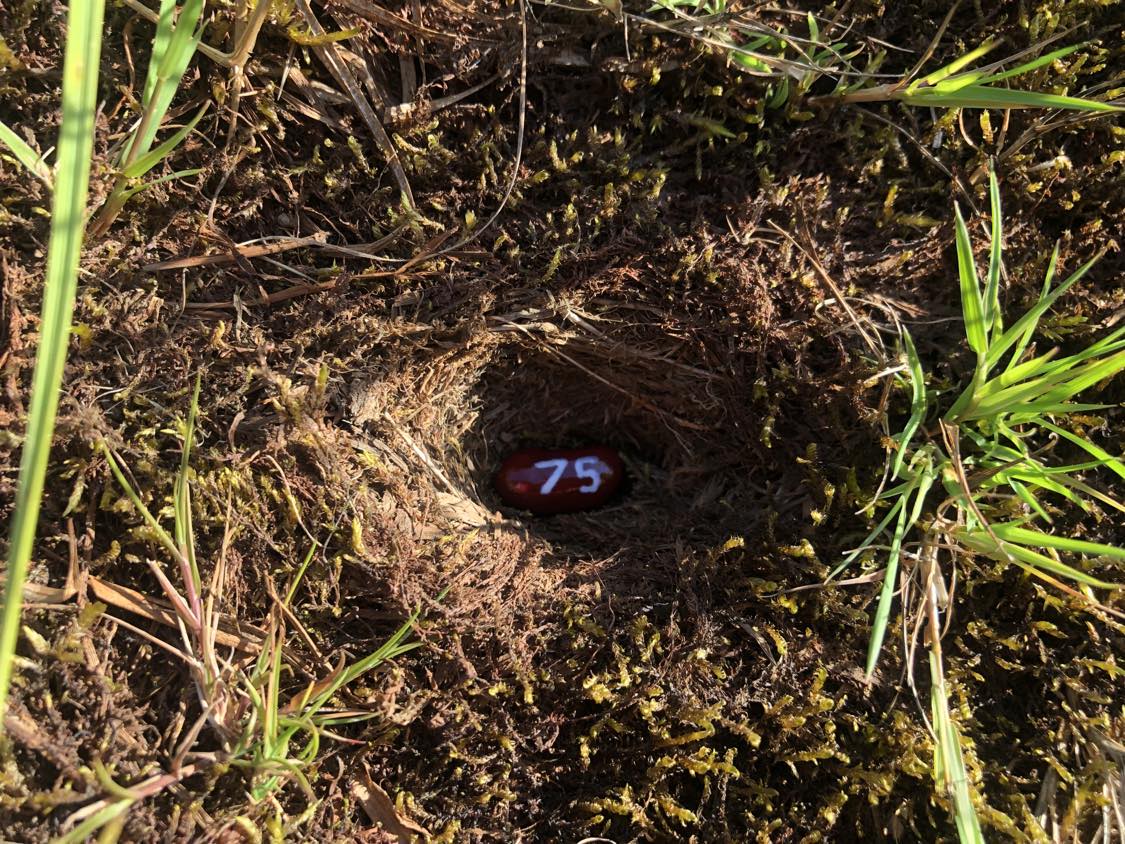 A bean labelled number 75 sitting inside of a hole in the soil, surrounded by grasses and moss.
