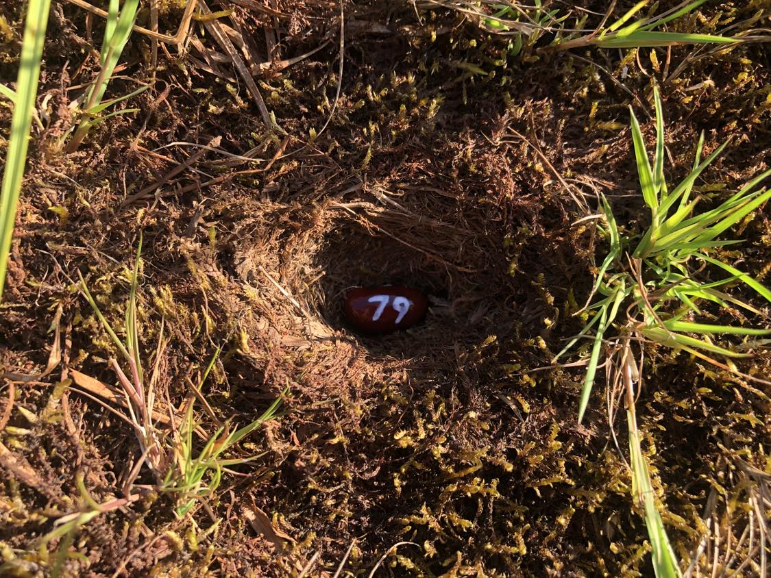 A bean labelled number 79 sitting inside of a hole in the soil, surrounded by grasses and moss.