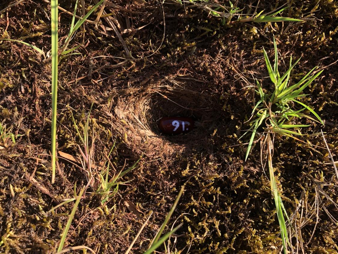 A bean labelled number 91 sitting inside of a hole in the soil, surrounded by grasses and moss.