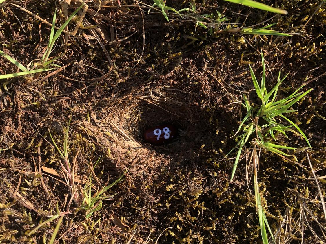 A bean labelled number 98 sitting inside of a hole in the soil, surrounded by grasses and moss.