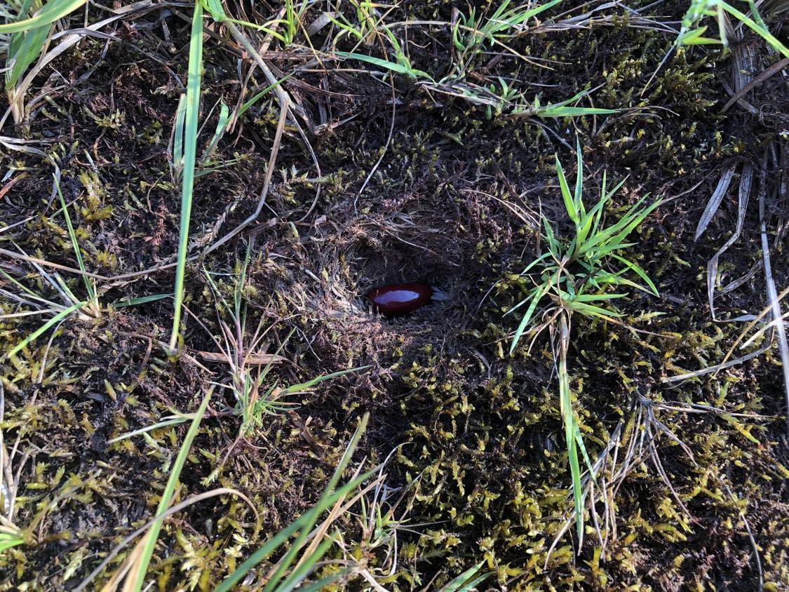 A hole in the dirt surrounded by grass and moss, with a shiny bean sitting inside of it, waiting for it to grow into... something.