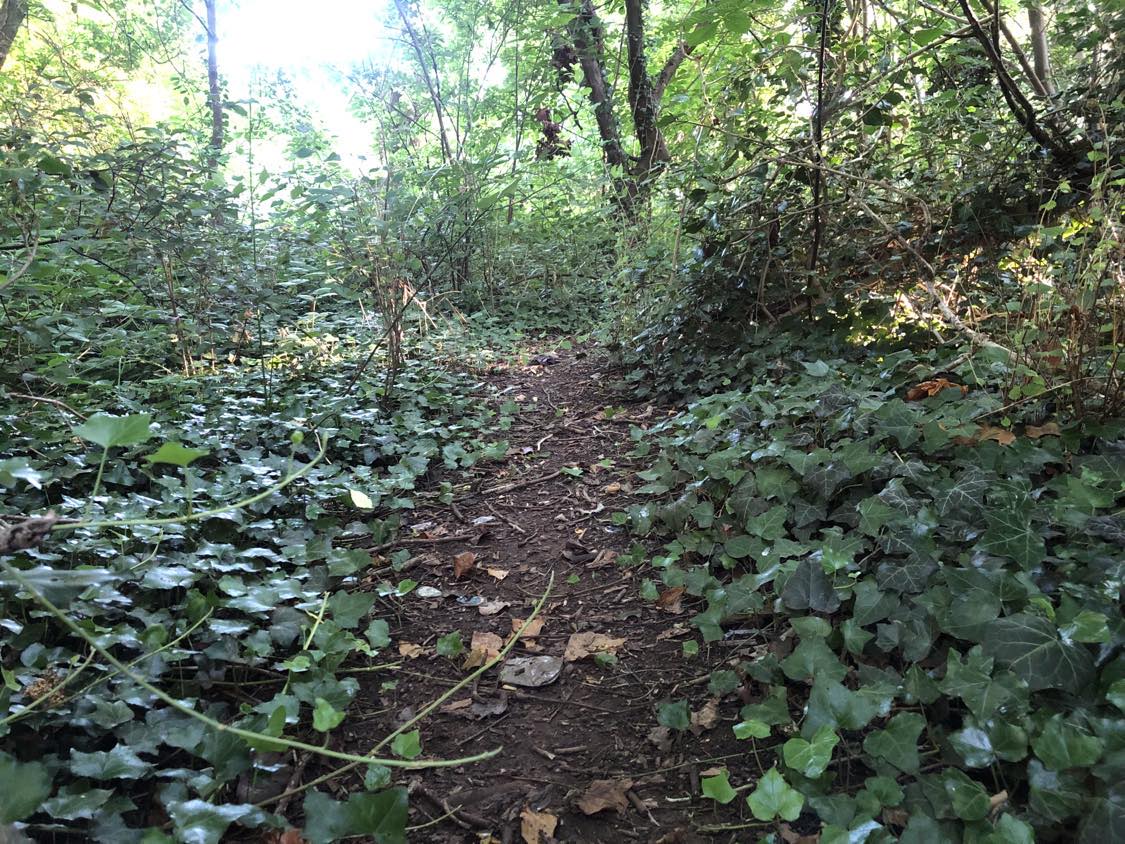 A dark trail ahead beckons, surrounded by leaves and vines.