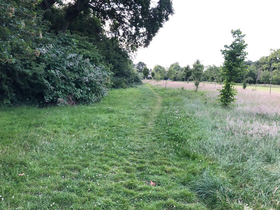 A photo of a trail through the park, the light just beginning to wane, with open grasses on the right and tall bushes on the left.