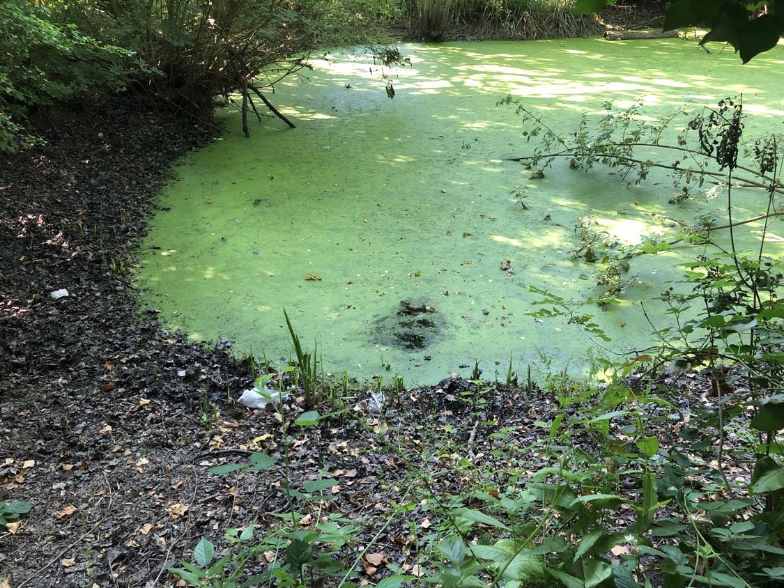 A green bog, where the artifact was found beneath the algae covered surface.