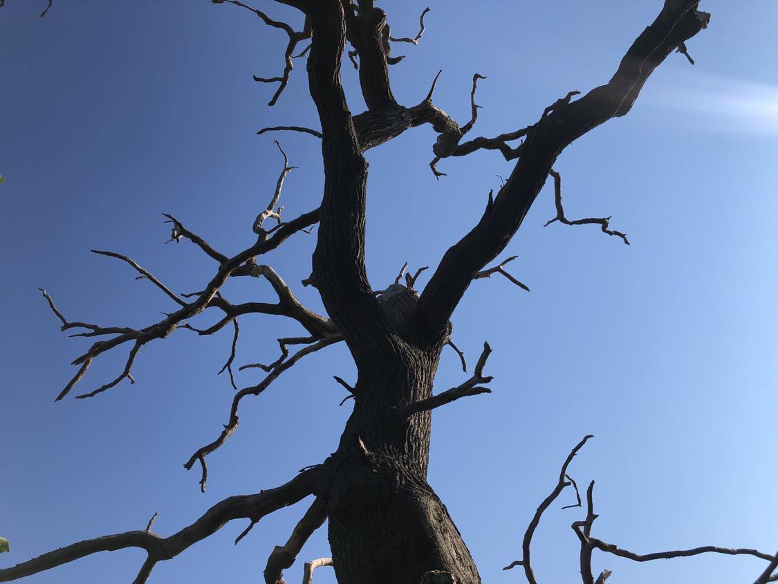 A dry and scraggled tree, a difficult climb but worth the treasure.