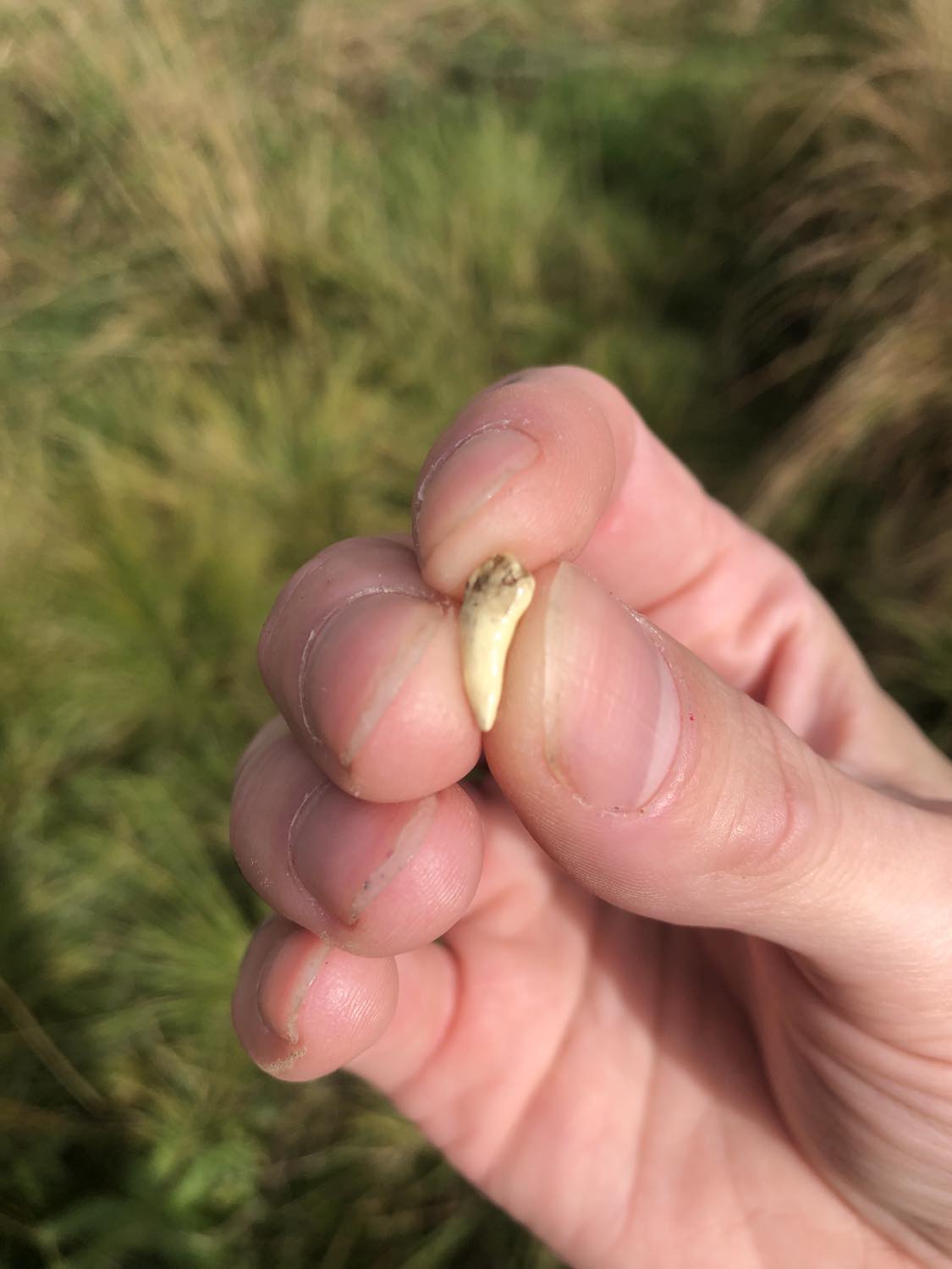 A beige human canine tooth