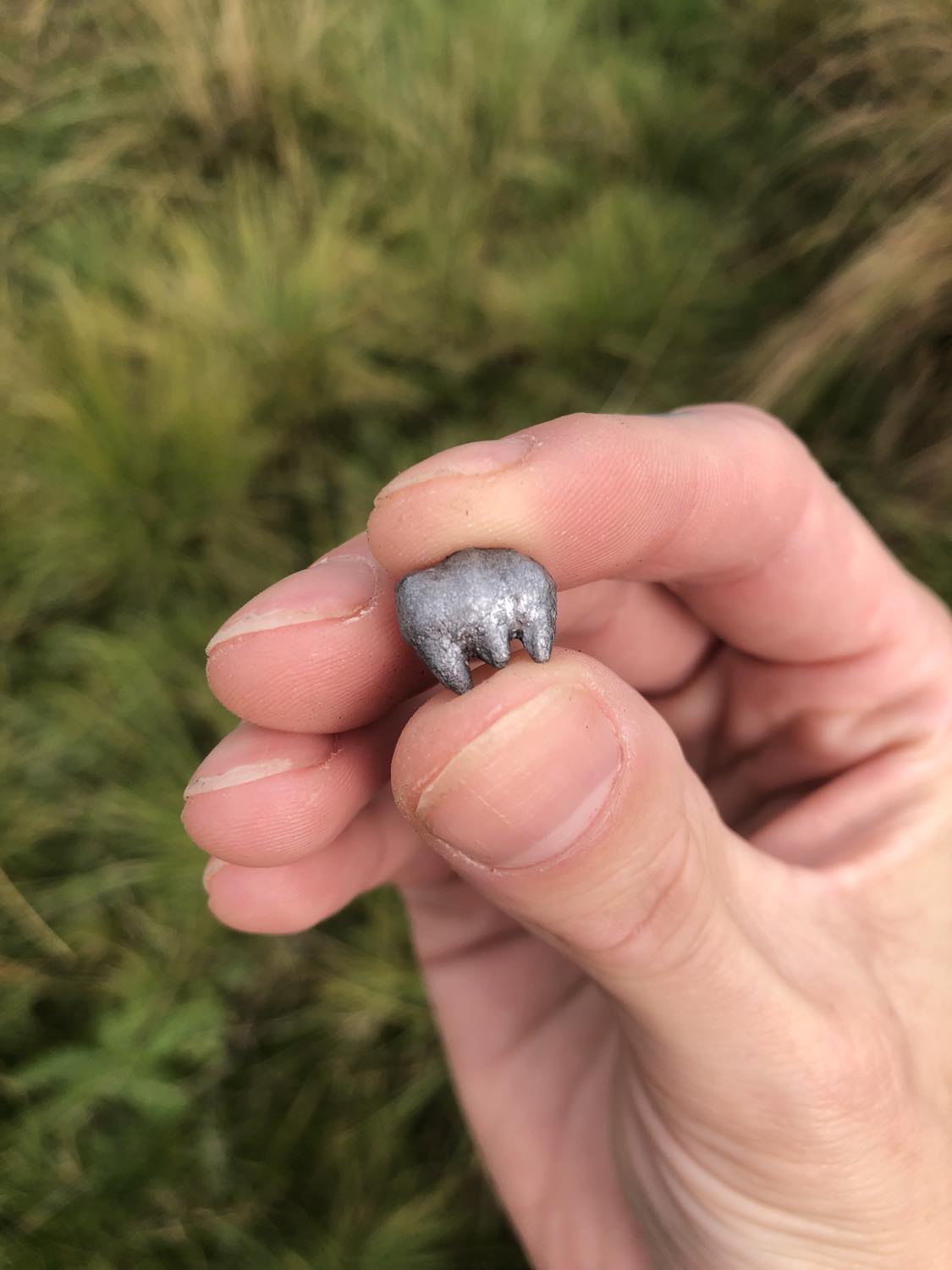 A silver mind flayer tooth